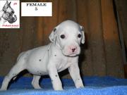 Dalmtian puppies in Meerut for sale