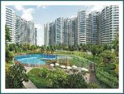 Ajnara Daffodil Call @ 09999536147 A Luxurious Project in Noida
