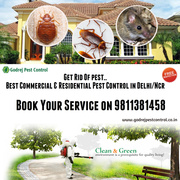 Holi Offer-20% OFF on all Pest Control Treatments in Delhi/Ncr