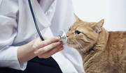 PET CLINIC - Pet dental care - Vaccines against infectious diseases - 
