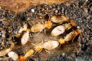 Zero Pest Control Solutions,  Gurgaon  Solutions to termite control & P