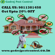 Get Upton 20% OFF Best Pest Control in Delhi/ NCR | Termite Treatment