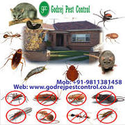 Excellent Service Renders Pest Control Noida | Get Up To 20% OFF