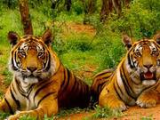 Experience our best tour packages for Jim Corbett National Park