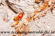 Affordable Termite Control Company in Greater Noida