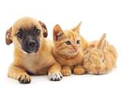 Kanha pets bring you a hassle free free dogs cats and other pets