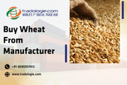 Buy Wheat From Manufacturer