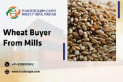 Wheat Buyer From Mills