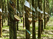 Get Rubber Board Registration for Your Rubber Business Today!